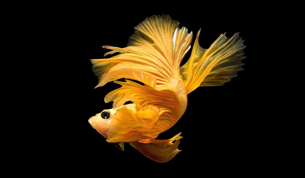Yellow betta fish with vibrant fins swimming gracefully on deep black background wallpaper