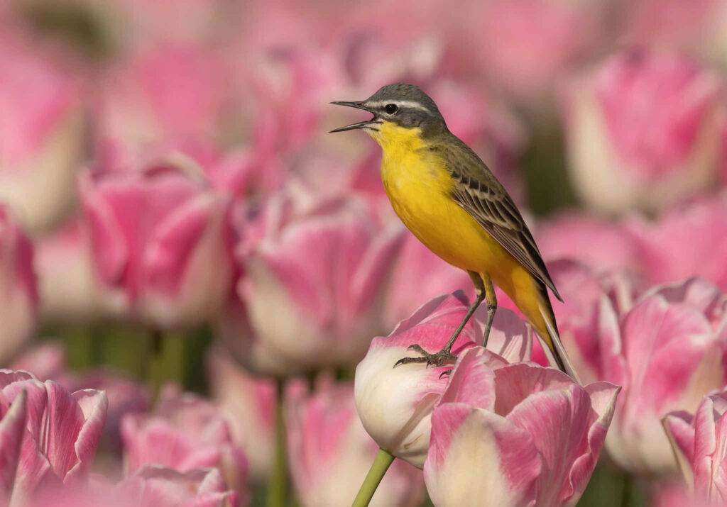 Vibrant Yellow Bird Among Pink Tulips - Serene Spring Wallpaper