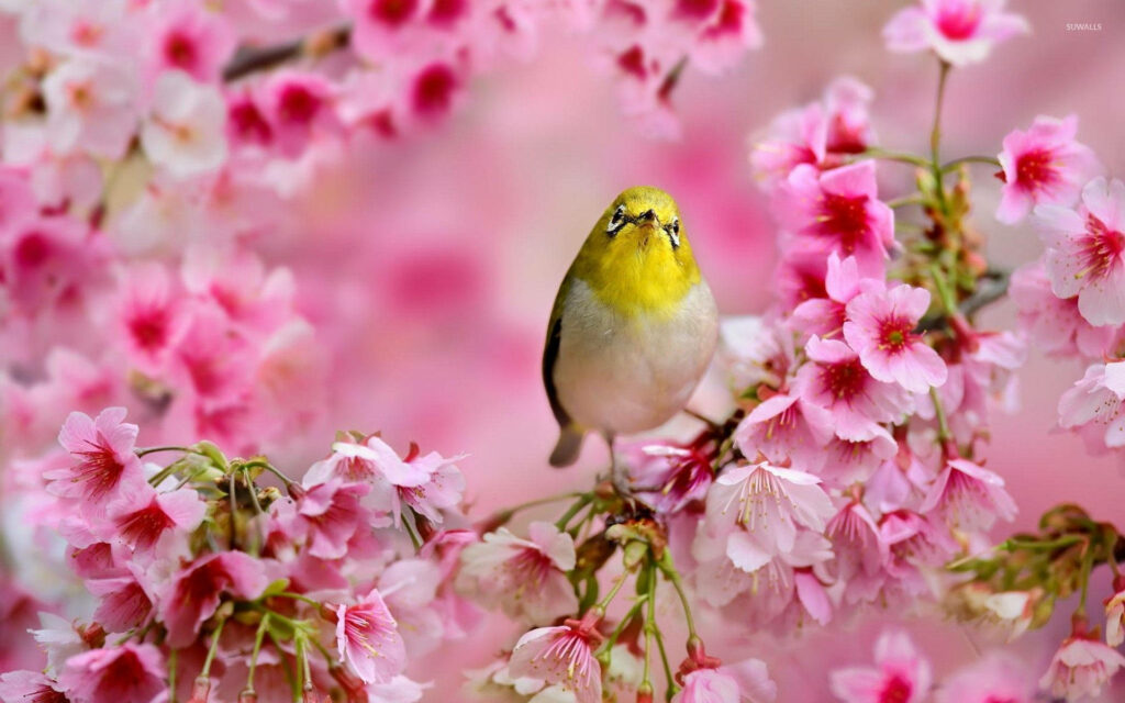 Vibrant Yellow Bird Among Pink Flowers - Serene Spring Wallpaper
