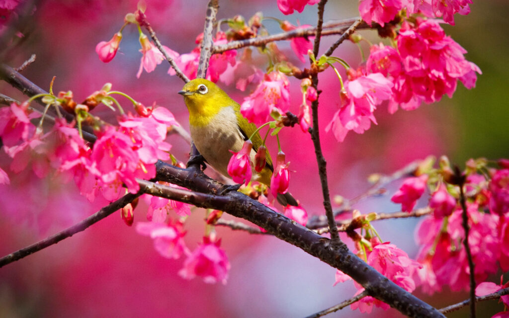 Vibrant Yellow Bird on Dark Branch with Pink Flowers - Spring Wallpaper