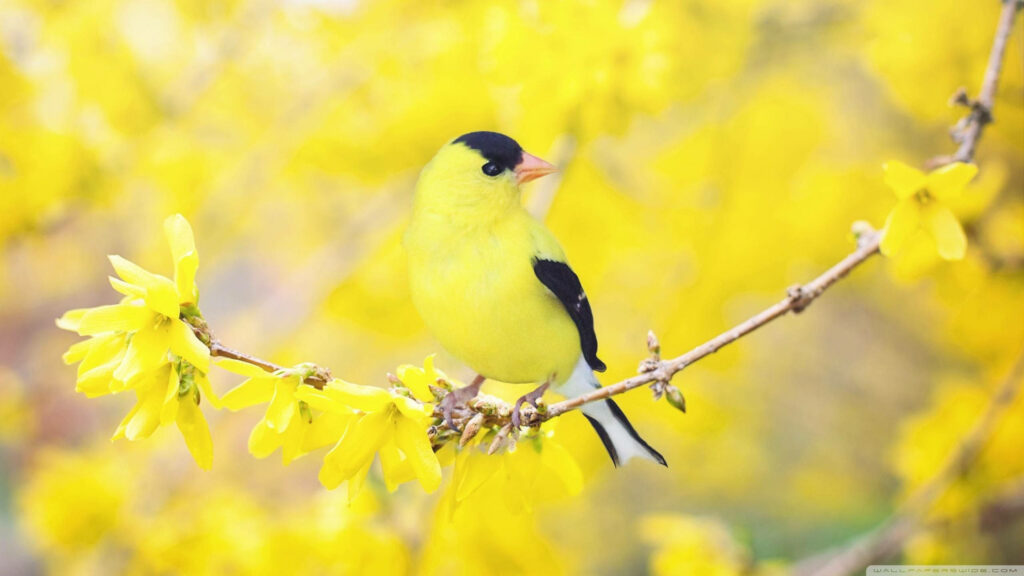Bright Yellow Bird on Branch: Cheerful Floral Wallpaper Background