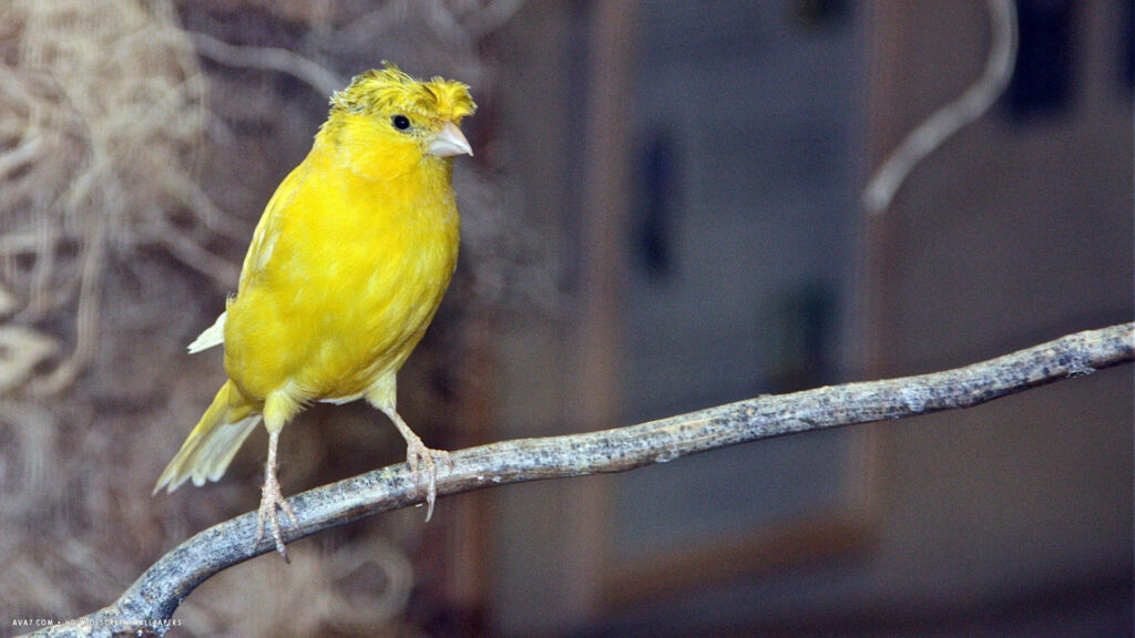 Vibrant Yellow Bird on Branch - Uplifting Nature Wallpaper