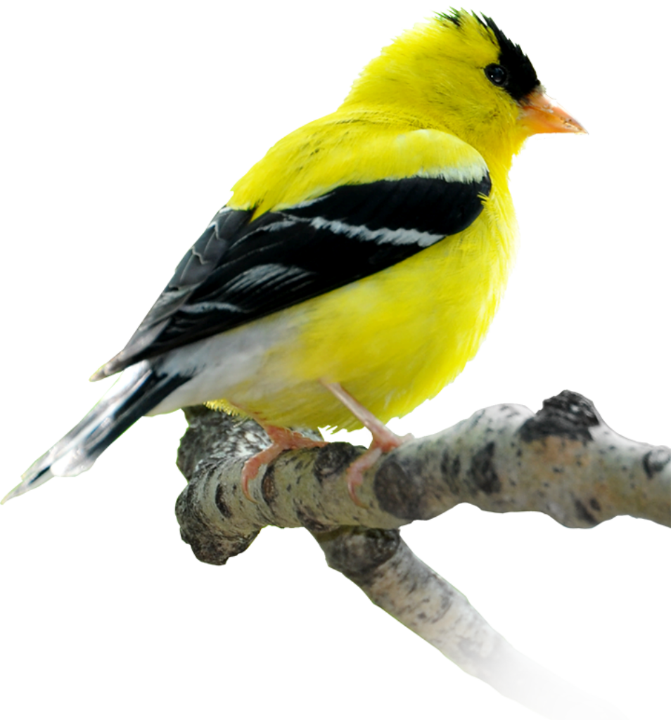 Vibrant Yellow Bird on Branch - Stunning Nature Wallpaper