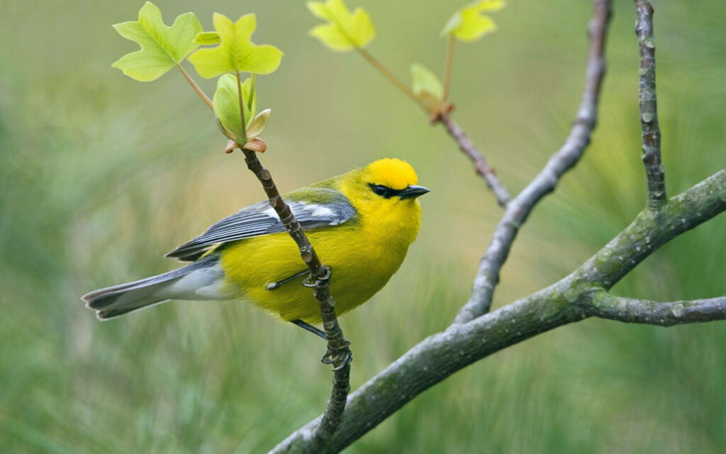 Vibrant Yellow Bird on Branch - Spring Renewal Wallpaper