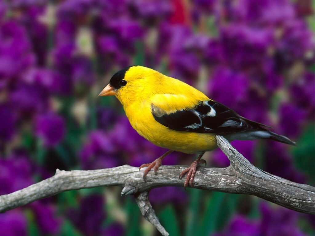 Vibrant Yellow Bird on Branch with Blurred Violet & Green Background Wallpaper