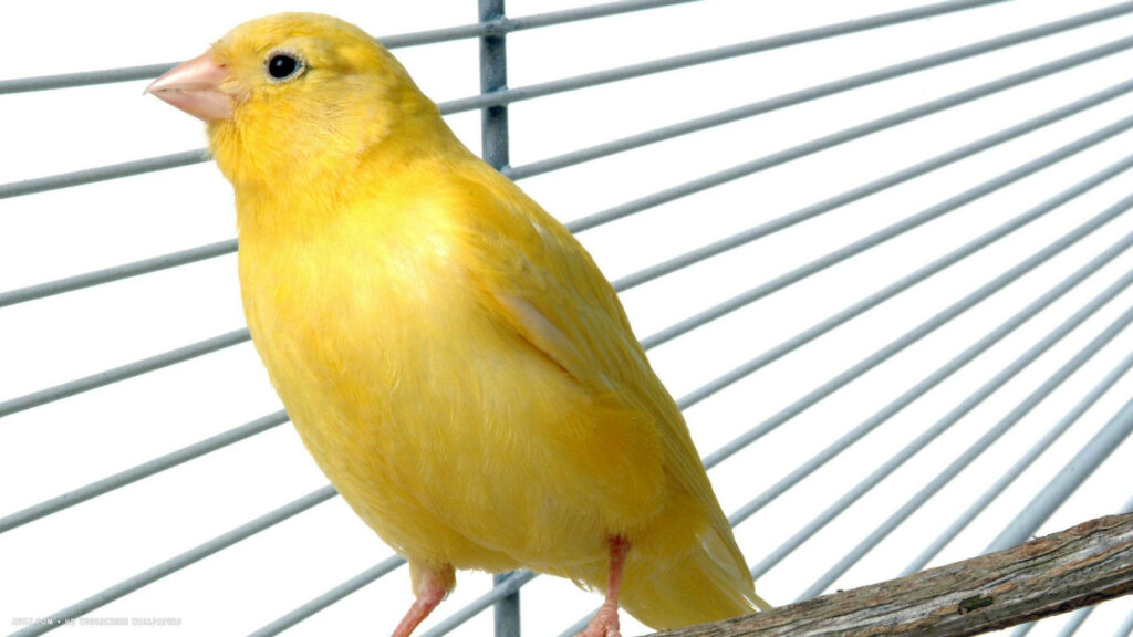 Vibrant Yellow Bird in Cage - Serene Nature Wallpaper Background
