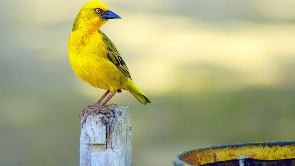 Vibrant Yellow Bird on Wooden Post with Soft Blurred Background Wallpaper