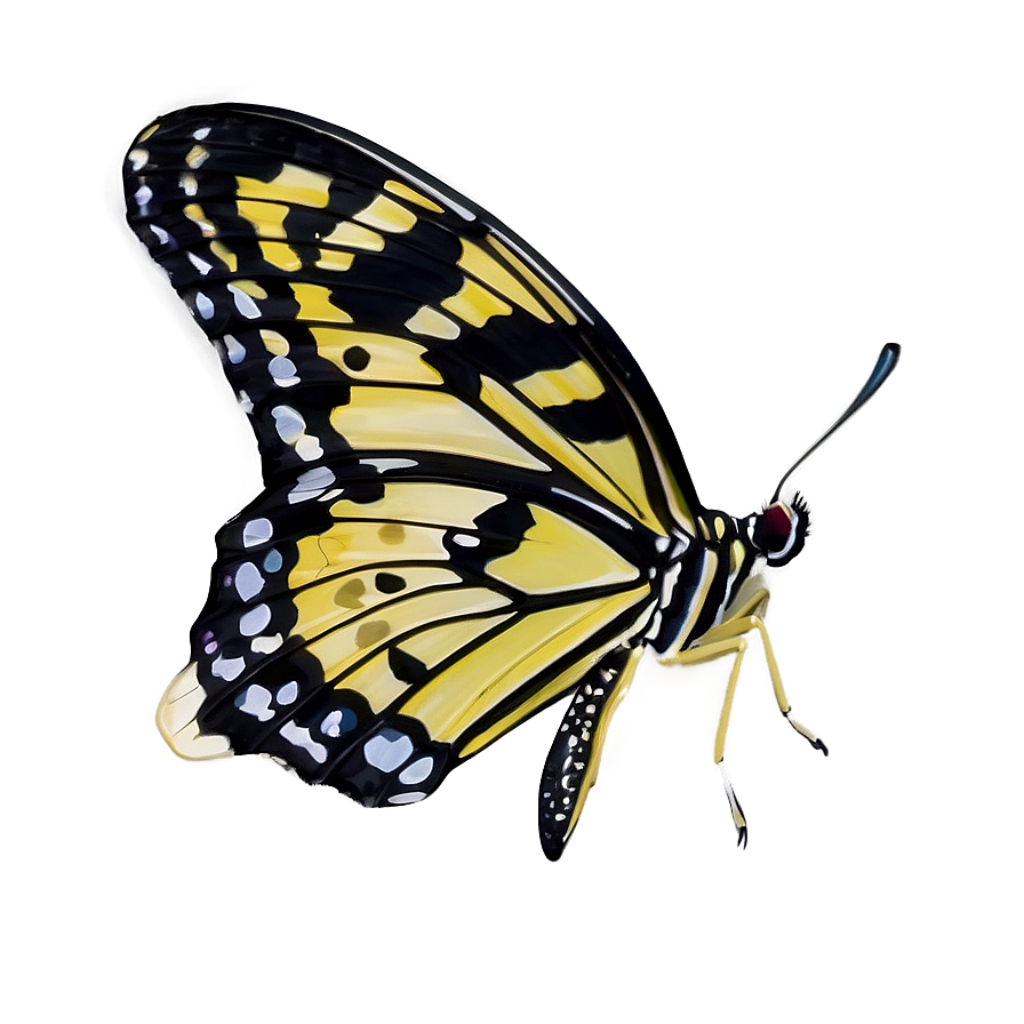 Vibrant Yellow and Black Butterfly Wallpaper with Intricate Patterns