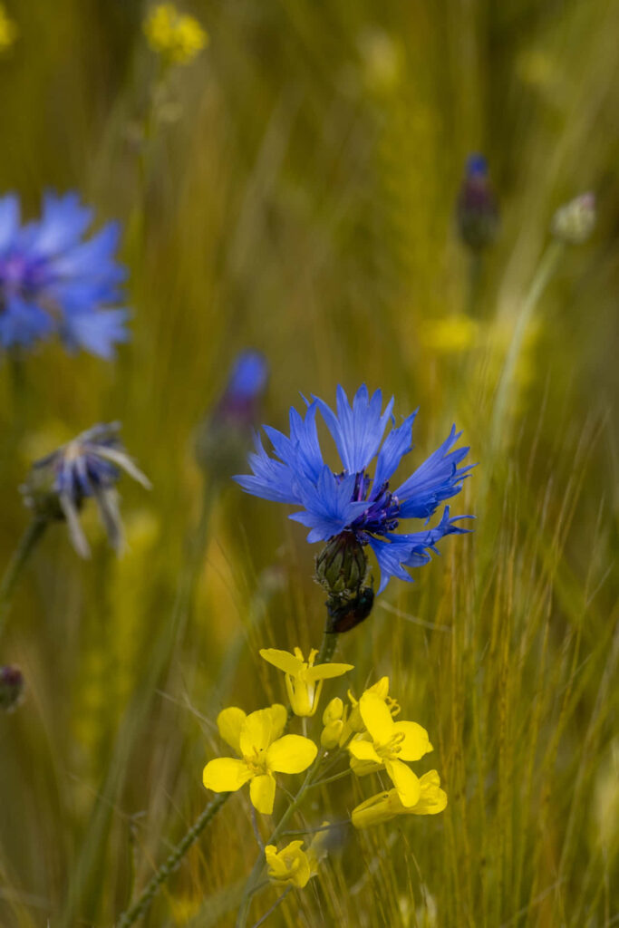 Vibrant Yellow & Blue Flower Wallpaper on Lush Green Background