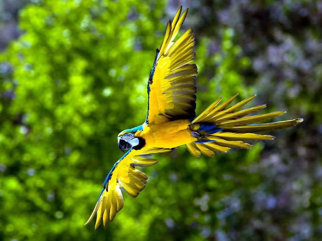 Vibrant Yellow & Blue Parrot Soaring - Beautiful Wallpaper Background