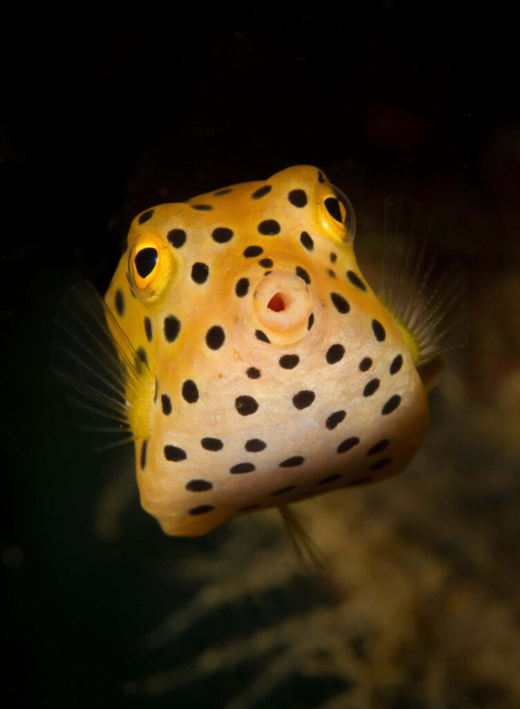Close-up of vibrant yellow boxfish with black dots geometric body underwater wildlife wallpaper