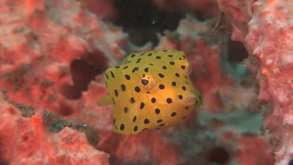 Yellow boxfish with black spots swimming vividly among colorful coral reef in tropical ocean Wallpaper