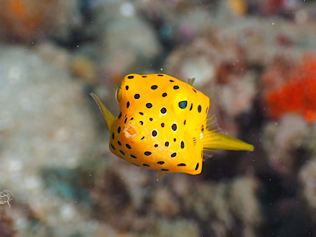 Close-up of vibrant yellow boxfish with black spots swimming near colorful coral reef wallpaper