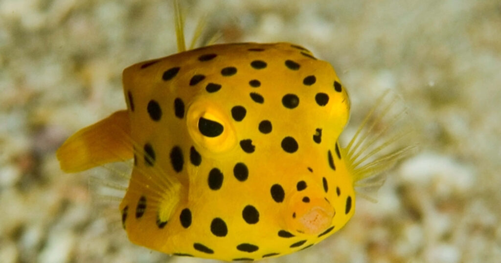 Vibrant yellow boxfish with black spots swimming over sandy ocean floor underwater wallpaper background
