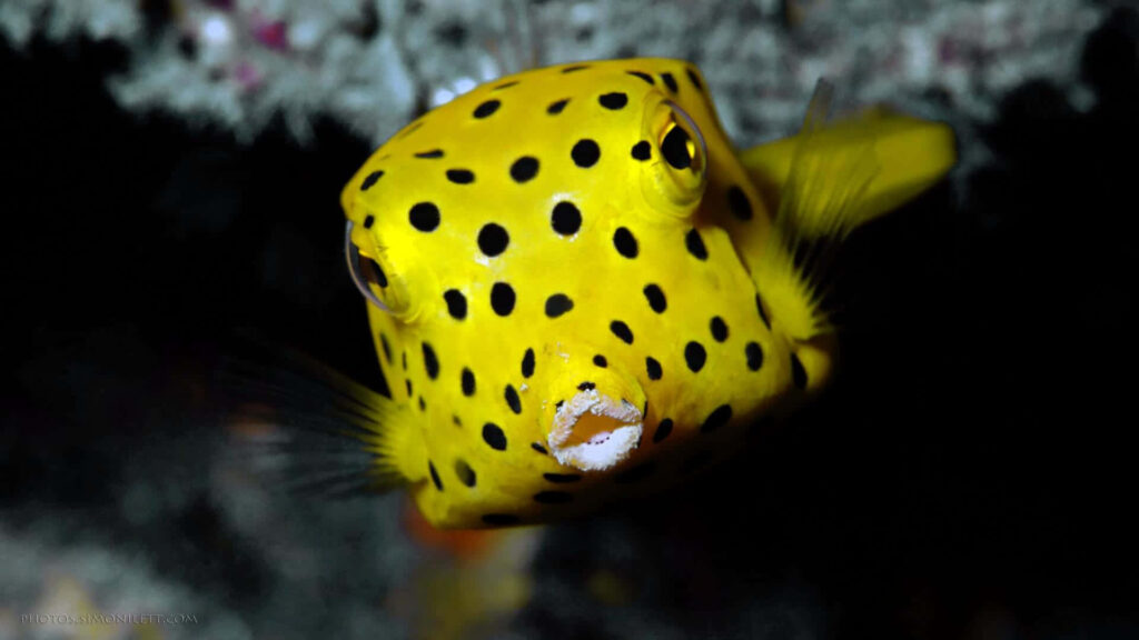 Close-up of vibrant yellow boxfish with black spots underwater against dark ocean background Wallpaper