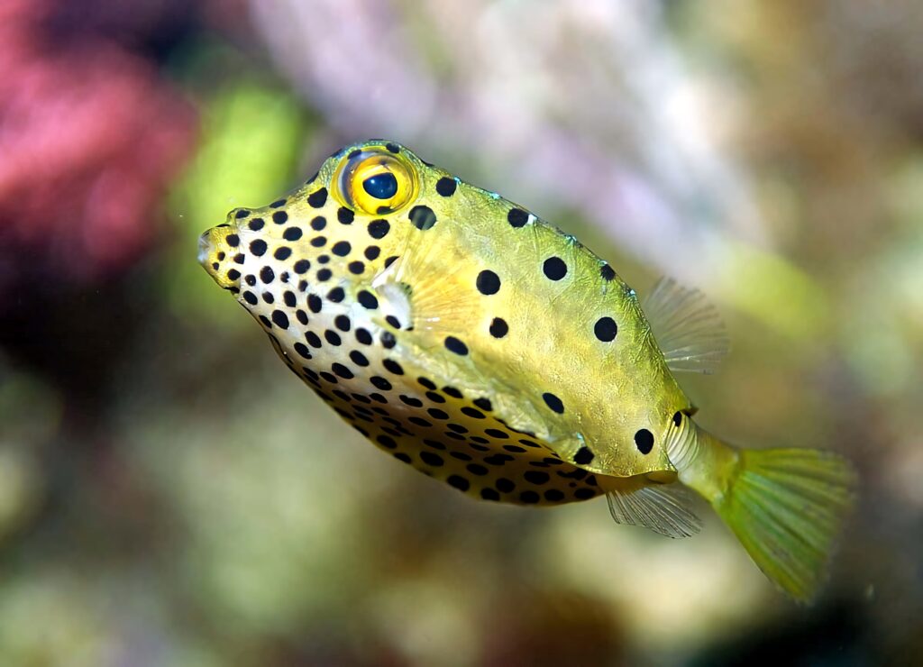 Close-up of vibrant yellow boxfish with black spots swimming in colorful coral reef background Wallpaper