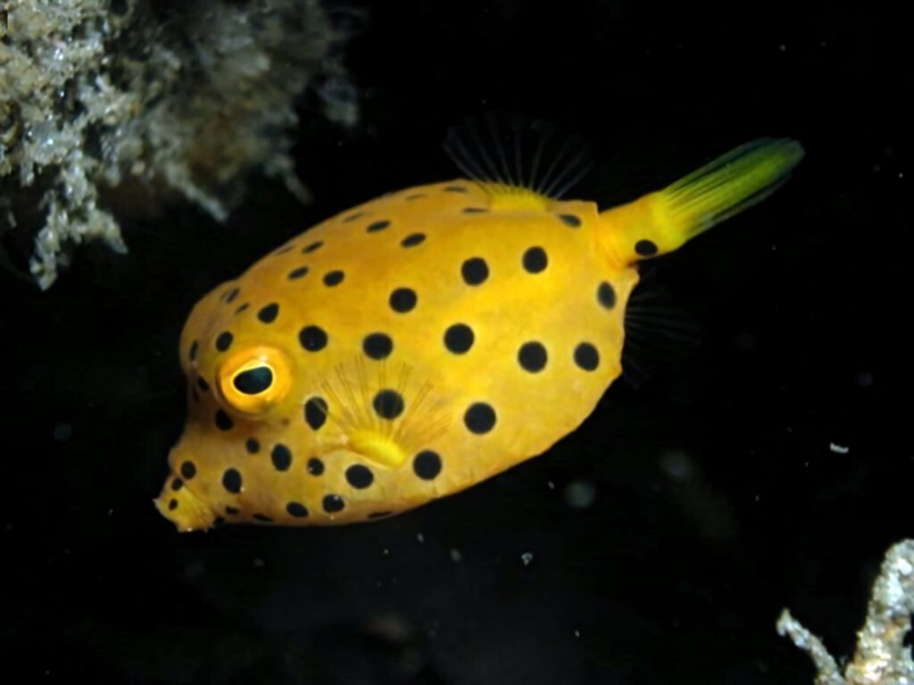 Vibrant yellow boxfish with black spots swimming underwater marine life high-resolution wallpaper