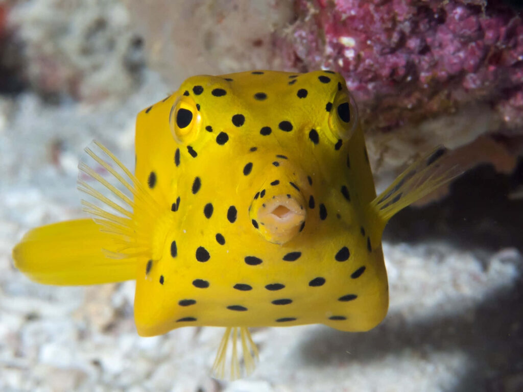 Yellow boxfish swimming in clear waters with black spots and rocky marine background wallpaper