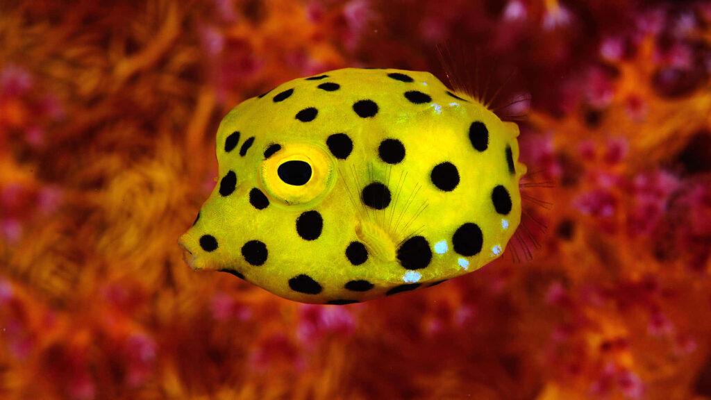 Yellow boxfish with black spots swimming by vibrant coral reef in high resolution underwater scene Wallpaper