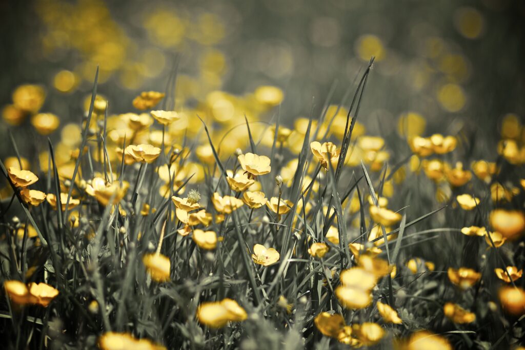 Vibrant Yellow Buttercups in Lush Grass - Spring Background Wallpaper