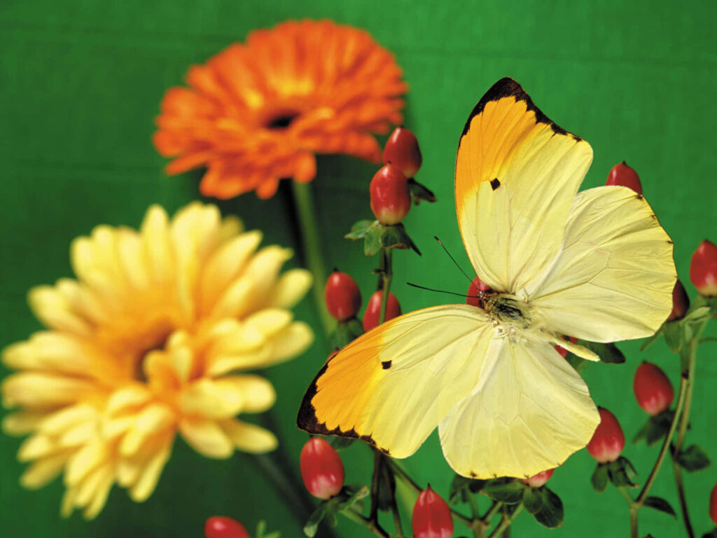 Vivid Yellow Butterfly Among Colorful Flowers - Wallpaper Background