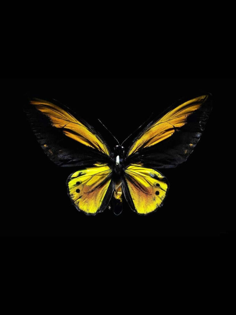 Stunning Yellow Butterfly Wallpaper: Elegant Design on Dark Background