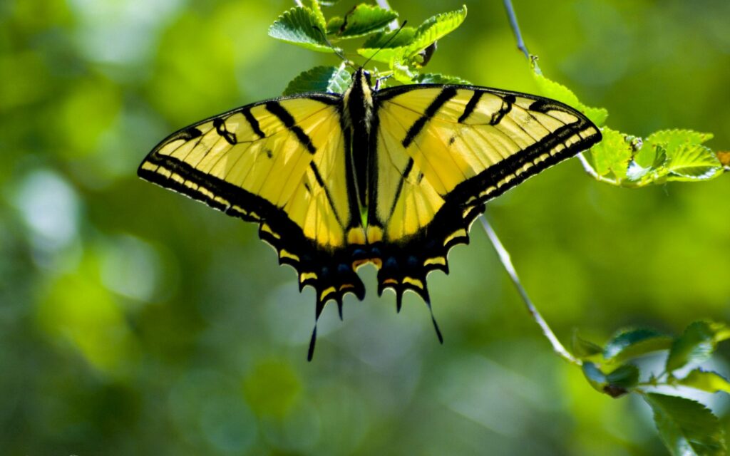 Vibrant Yellow Butterfly on Green Leaves - Nature Wallpaper Background