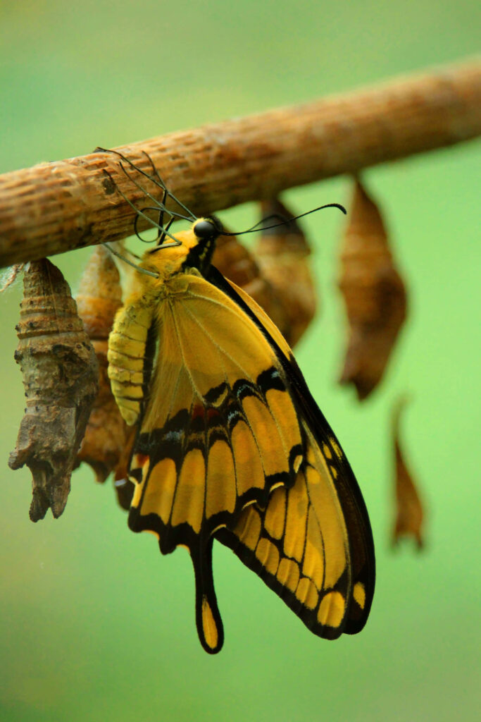 Vibrant Yellow Butterfly Wallpaper: Serene Nature Background
