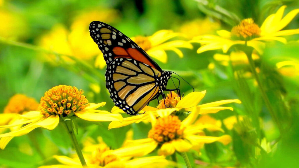 Vibrant Yellow Butterfly Wallpaper: Nature’s Bright Floral Background