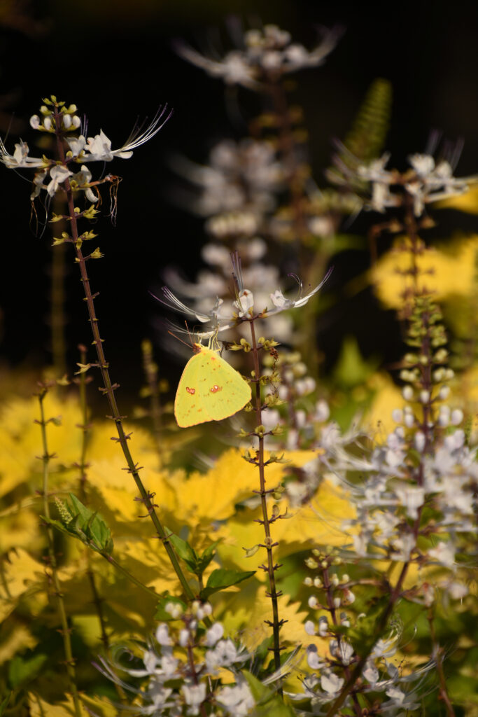 Stunning Macro Yellow Butterfly on Blooming Flowers - Wallpaper