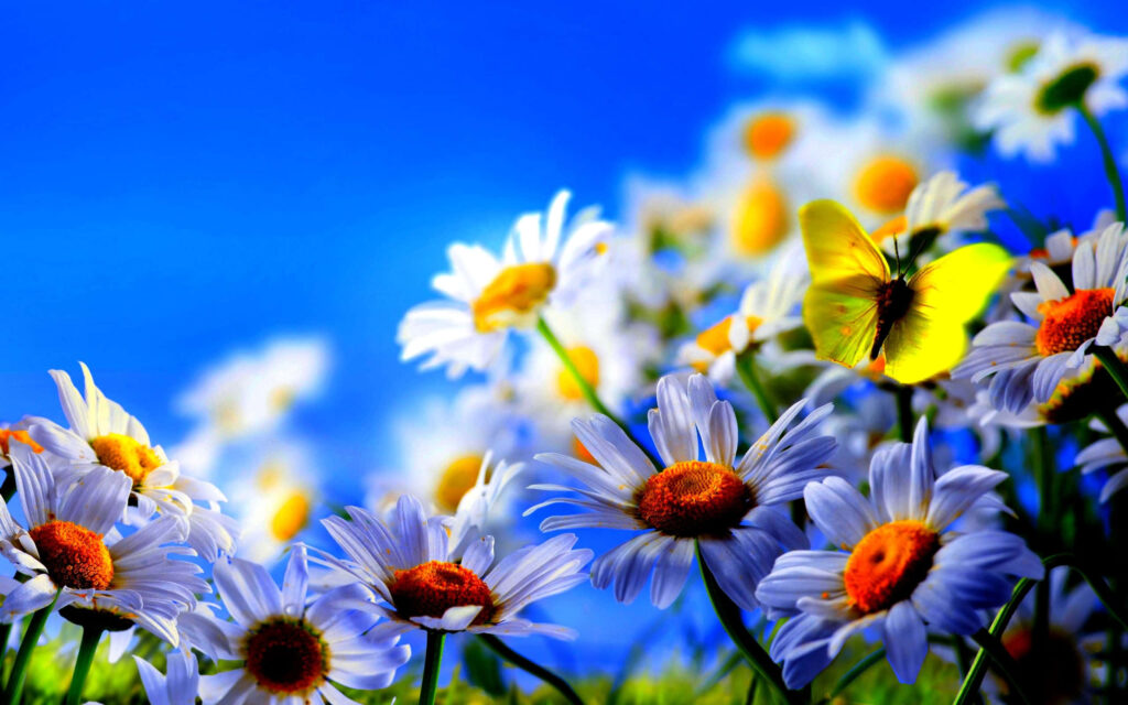 Vibrant Yellow Butterfly on White Daisy in Colorful Meadow Wallpaper