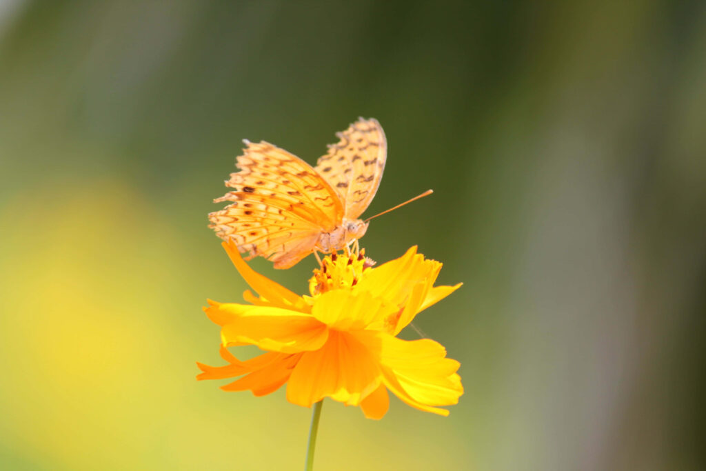 Vibrant Yellow Butterfly on Bright Flower - Nature Wallpaper Background