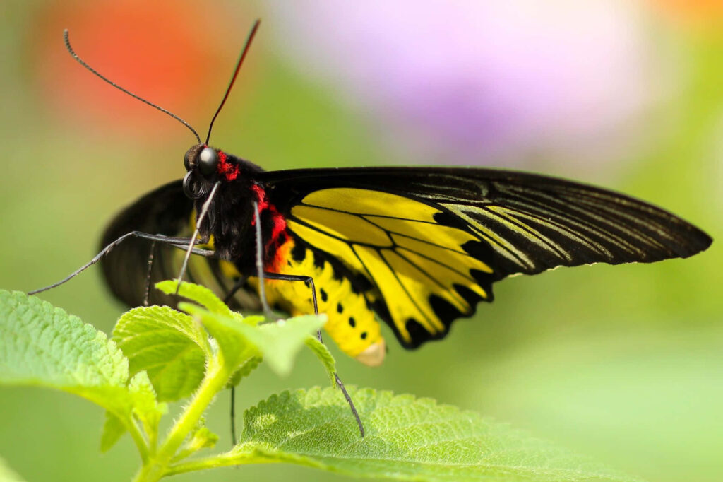 Vibrant Yellow Butterfly on Leaf: Colorful Wallpaper Background