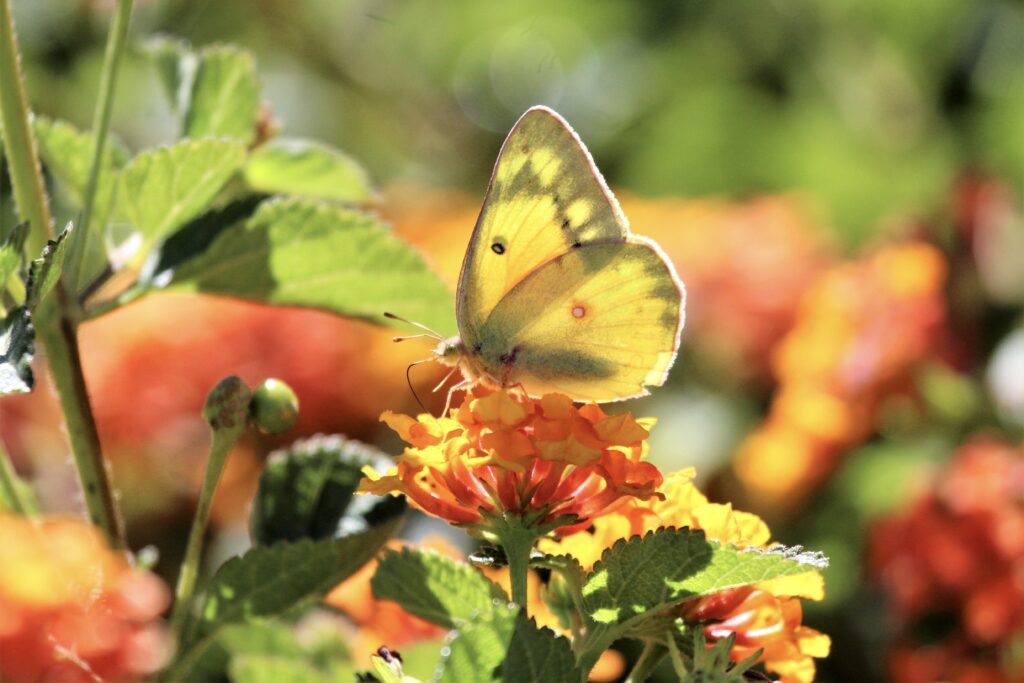 Vibrant Yellow Butterfly on Orange Flowers - Macro Wallpaper Background