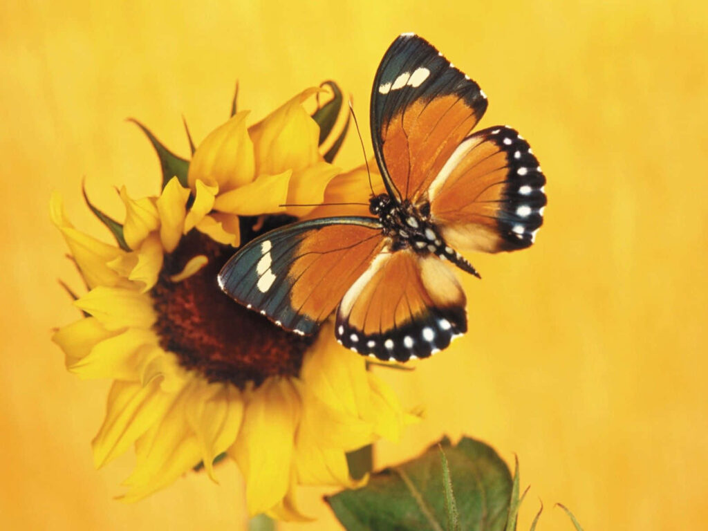 Vibrant Yellow Butterfly on Sunflower - Cheerful Wallpaper Background