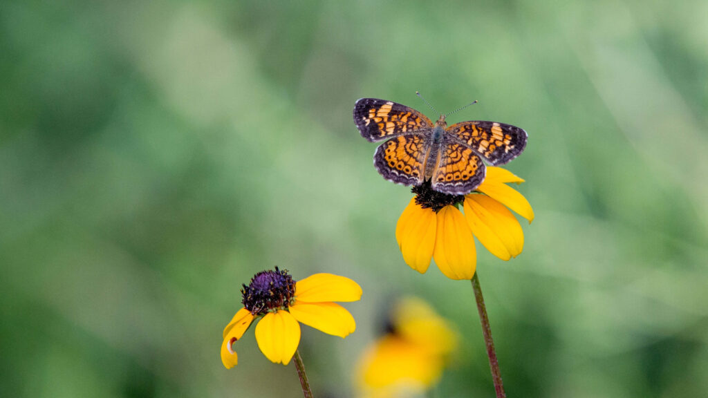 Vibrant Yellow Butterfly on Wildflower - Nature Wallpaper Background