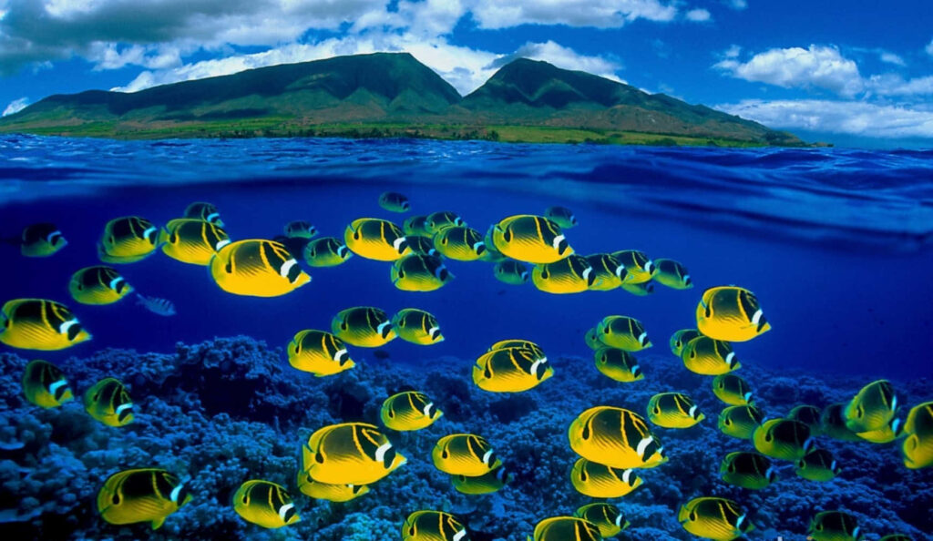 Yellow butterflyfish swim over coral reef with tropical island and mountains in clear blue water Wallpaper
