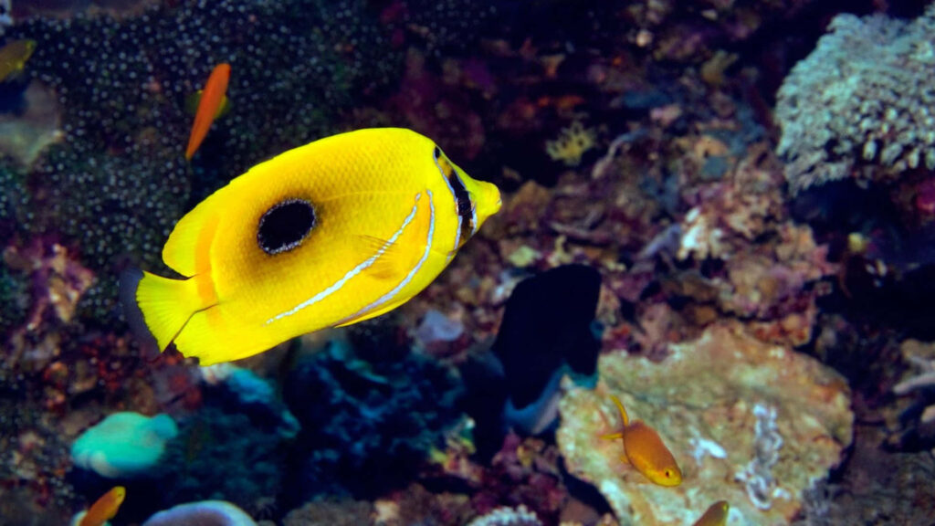 Yellow butterflyfish swimming among colorful coral reefs in clear vibrant underwater scene Wallpaper