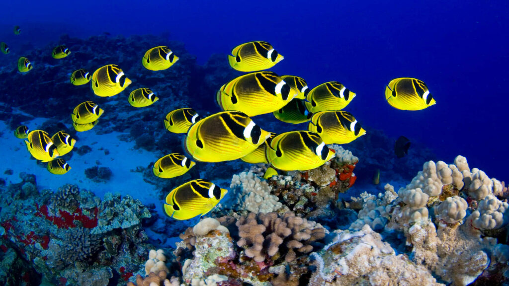 School of yellow butterflyfish swimming over colorful coral reef in clear blue ocean background Wallpaper