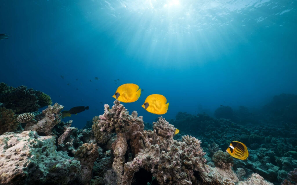 Vibrant yellow butterflyfish swimming over colorful coral reefs in clear blue ocean sunlight Wallpaper