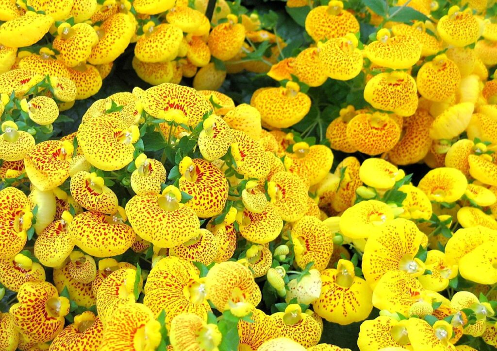 Vibrant Calceolaria Wallpaper: Bright Yellow Flowers with Red Spots