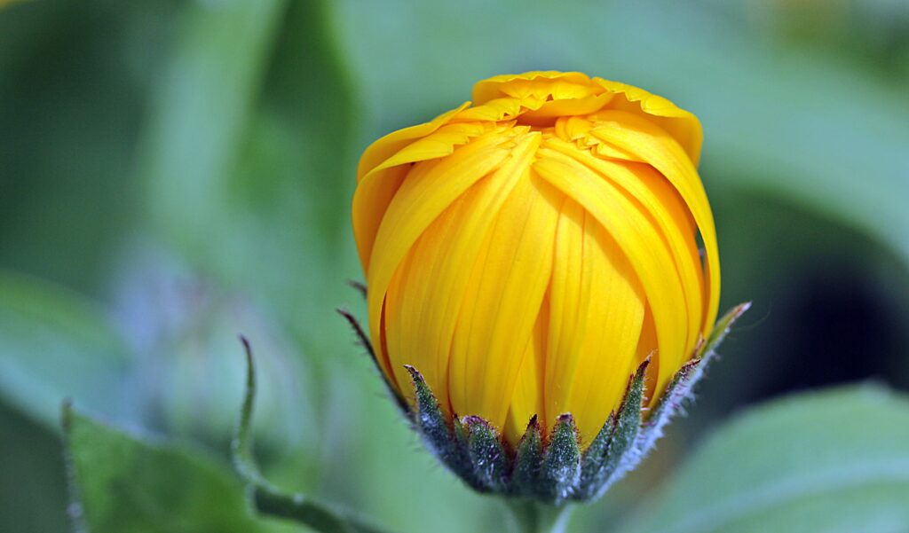 Vibrant Yellow Calendula Bud Wallpaper on Soft Green Background