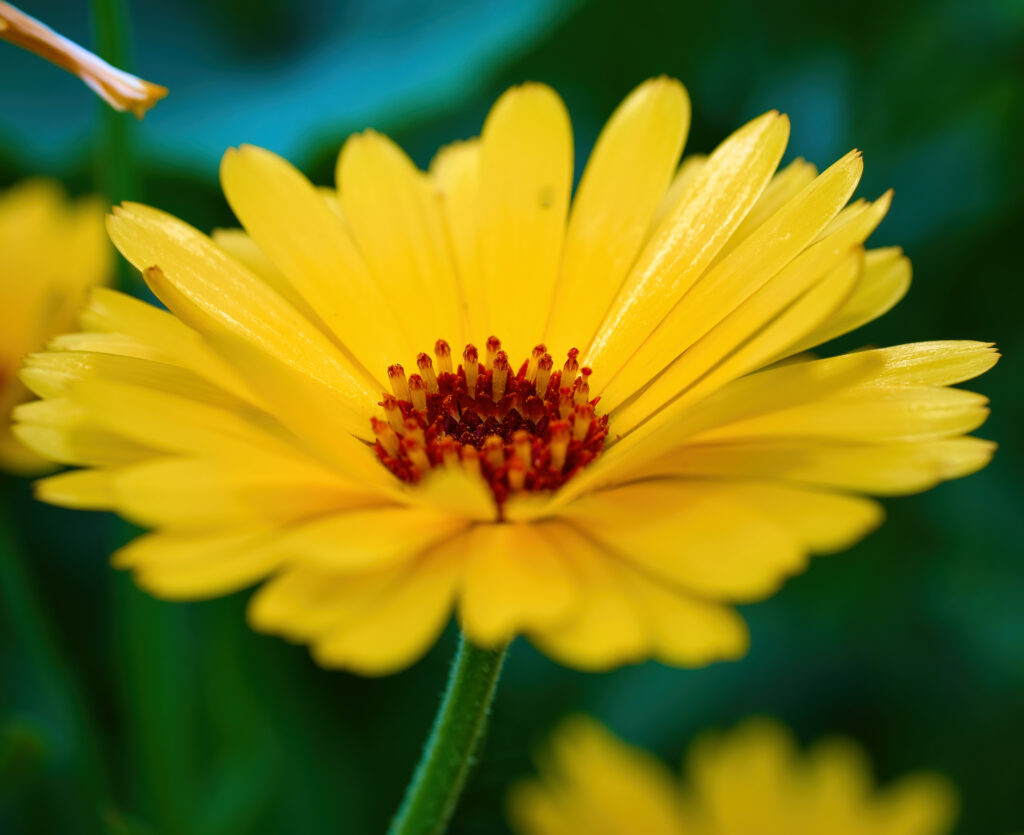 Vibrant Yellow Calendula Flower Macro - Stunning Wallpaper Background