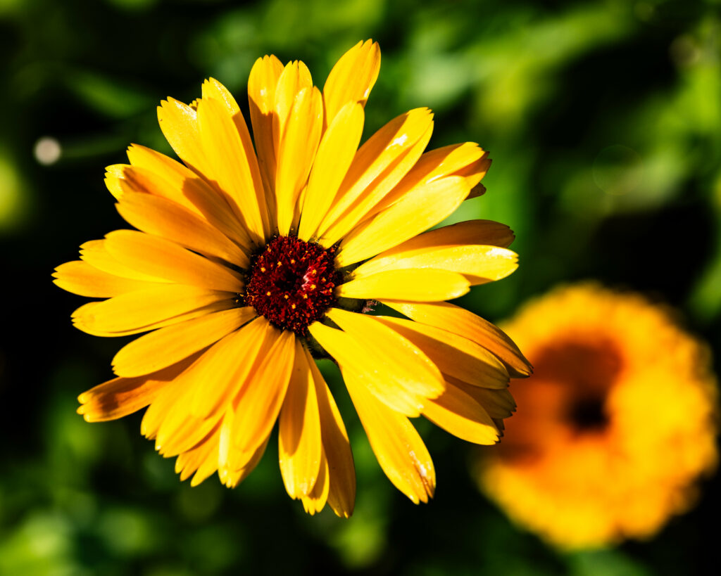 Vibrant Yellow Calendula Flower Macro Wallpaper - 5120x4096