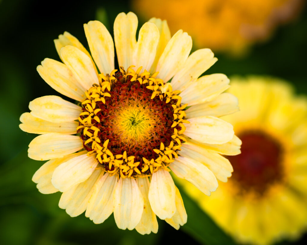 Vibrant Yellow Calendula Flower Macro Shot - Soft Wallpaper Background