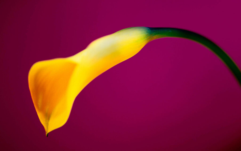 Vivid Yellow Calla Lily Wallpaper on Deep Magenta Background