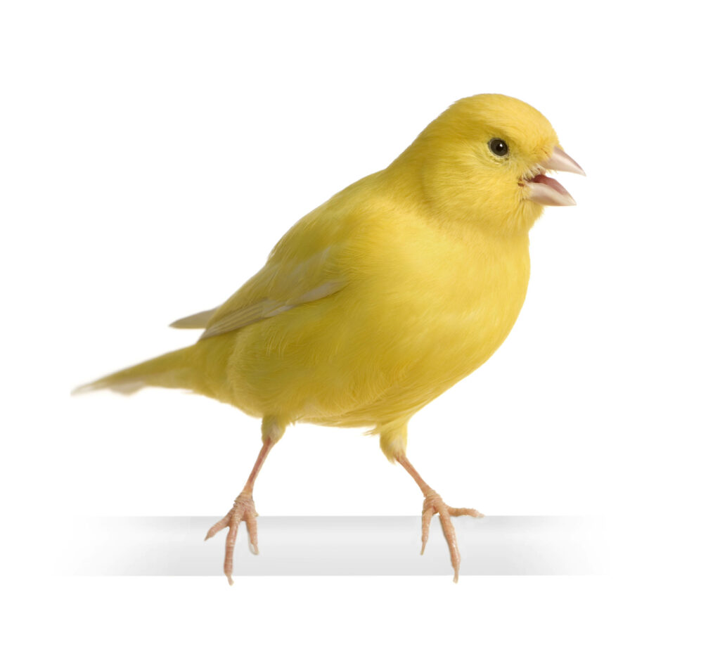 Vibrant Yellow Canary Bird Wallpaper on Serene White Background