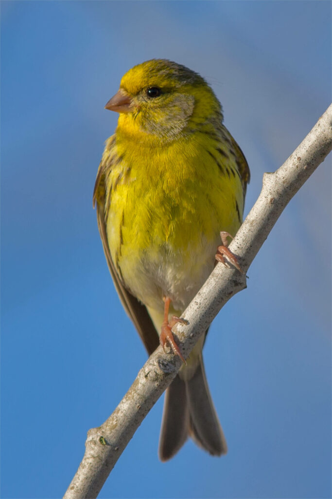Vibrant Yellow Canary on Wooden Branch - Serene Blue Sky Wallpaper