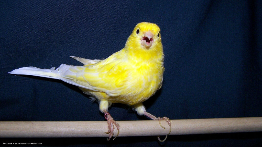 Vibrant Canary on Branch: Joyful Wallpaper with Dark Background