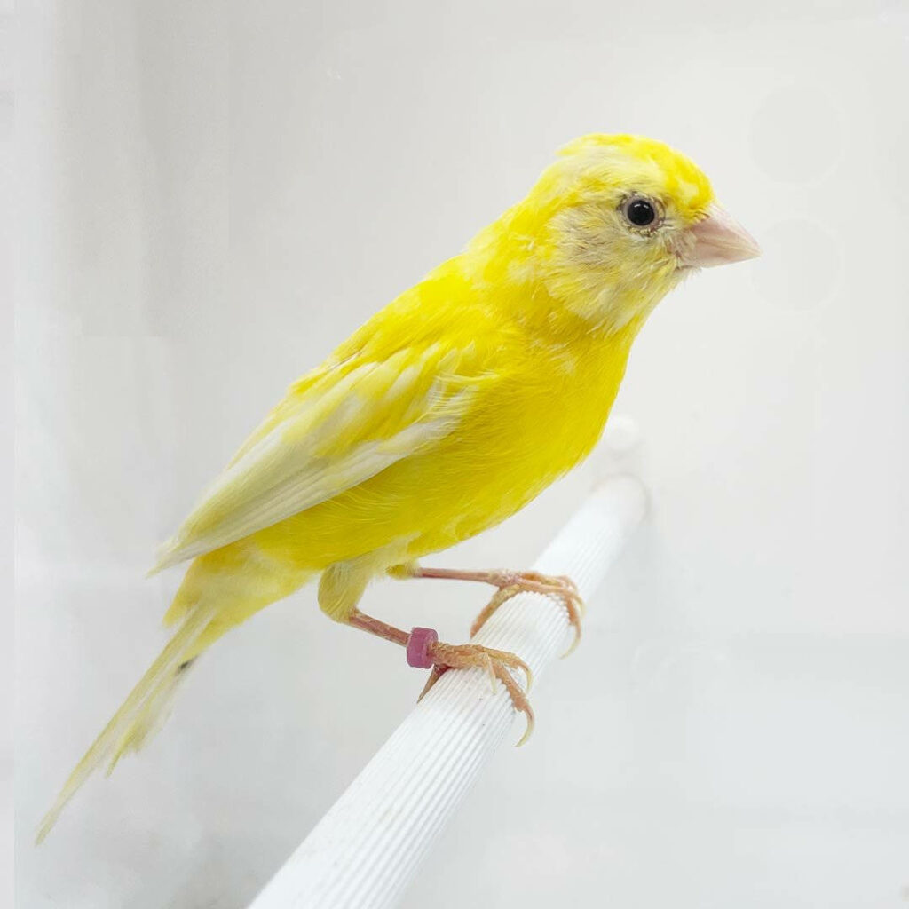 Vibrant Yellow Canary on White Rod - Serene Background Wallpaper